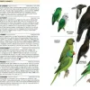 Struik Vogelgids Birds of the Indian Ocean