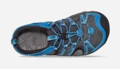 Teva Y manatee